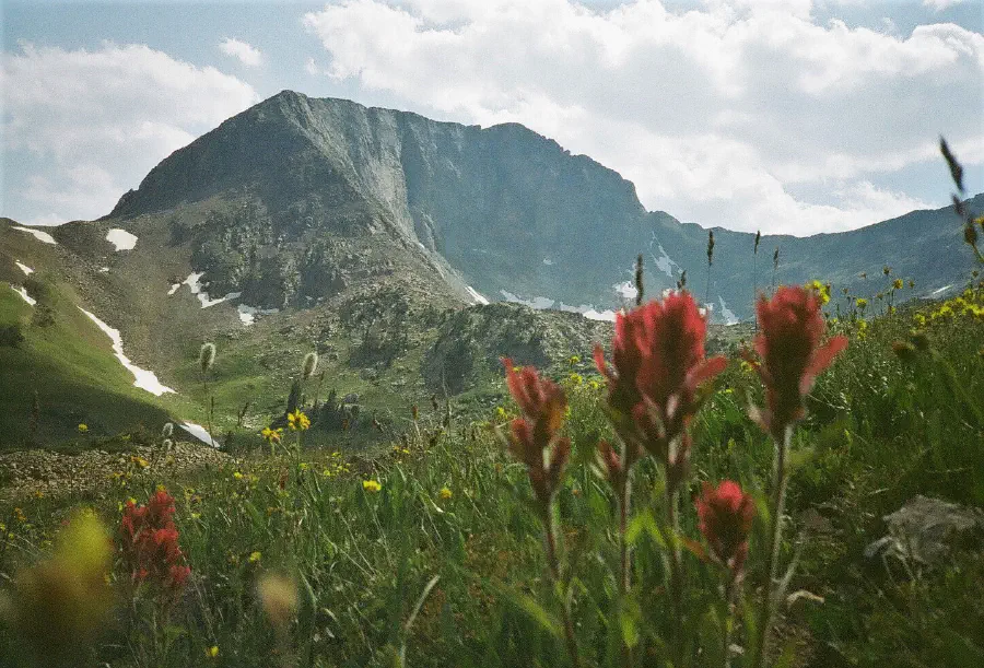 A film photo of mountains and flowers on a serene, bright day.