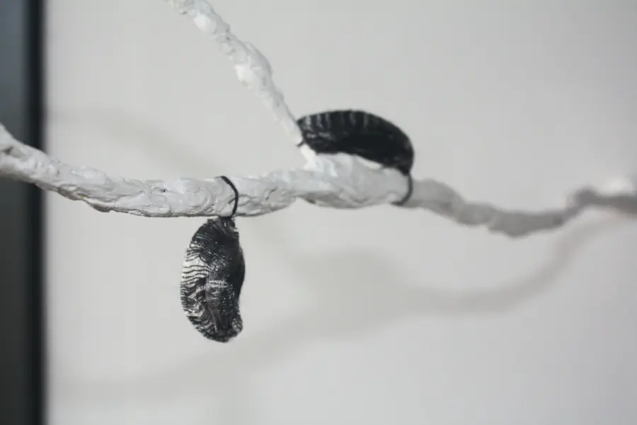 A white branch with two bugs on it. One hangs from it and one is on top of it. The photo is black and white.