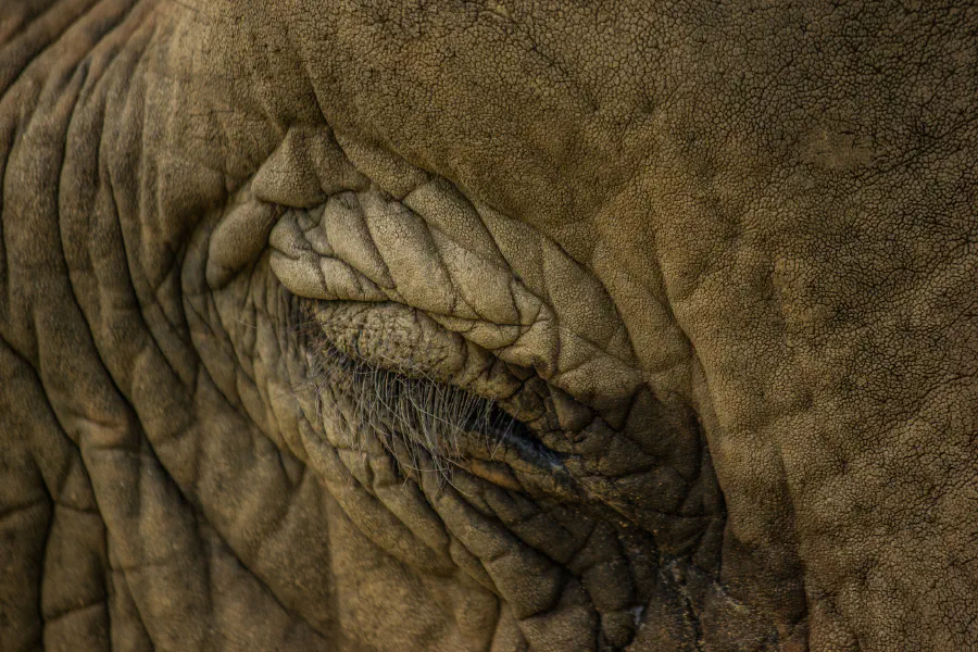 An elephant's eye closed.