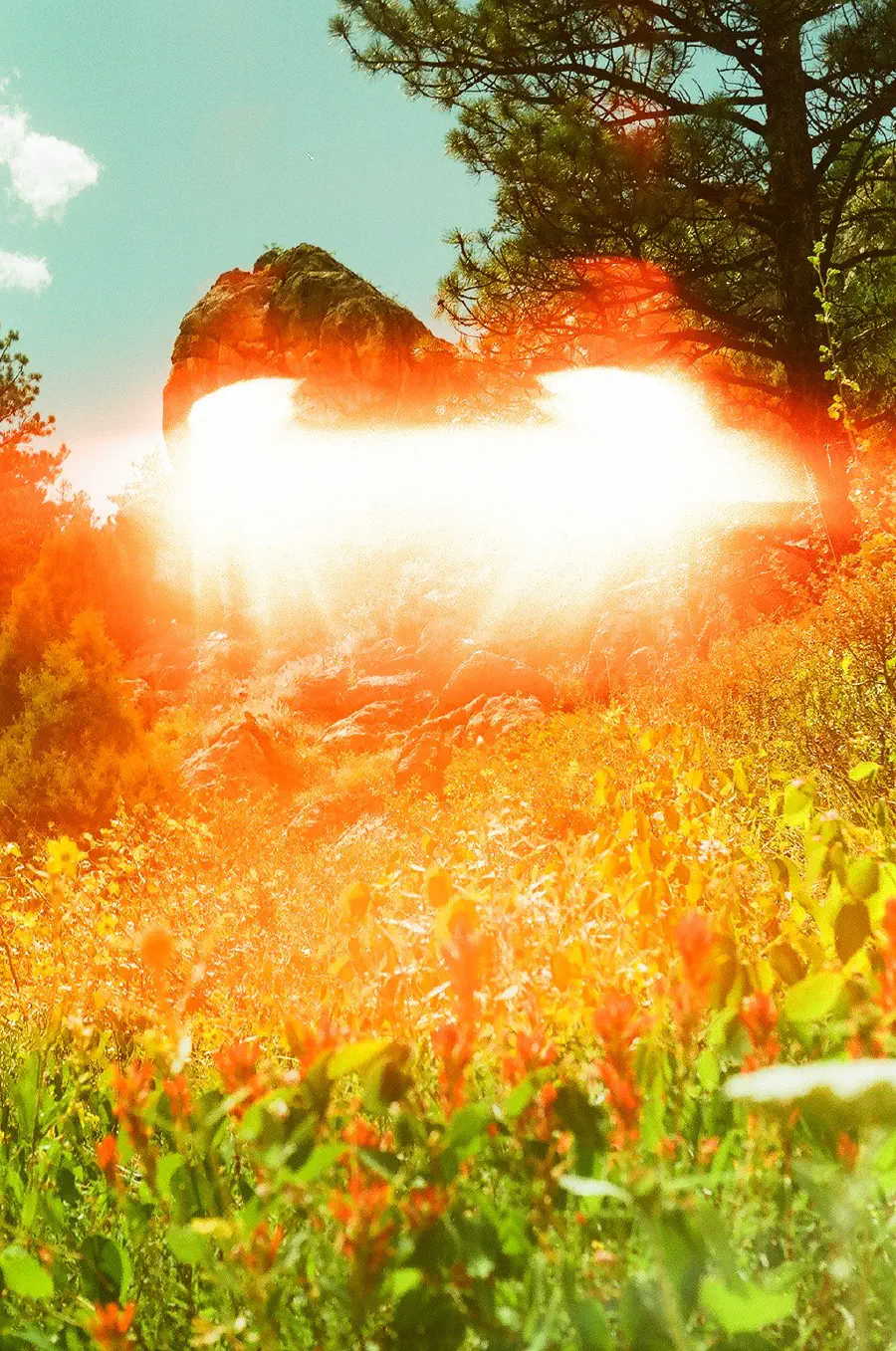 A photograph of nature with a red flare eclipsing the greenery.