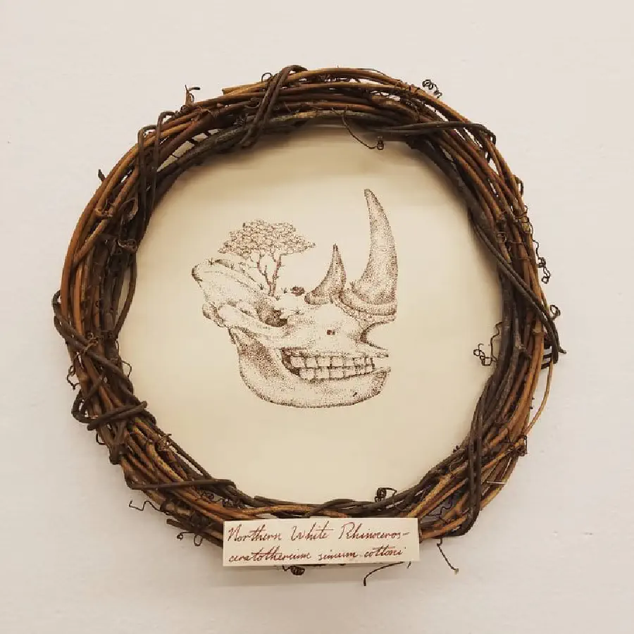 A drawing of a northern white rhino skull with a woven wooden framing.