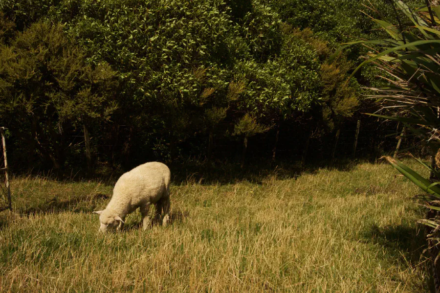 A sheep grazing on grass in a field.